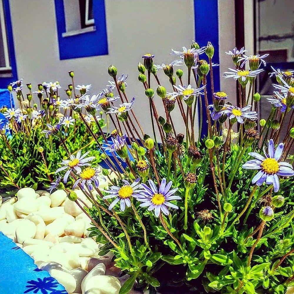 Pure Flor De Esteva Вила до Биспо Екстериор снимка